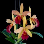 Rhynchobrassoleya Richard Mueller-Golden Tang-Flowering Size